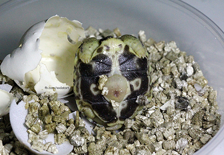 Radiated tortoise yolk sac